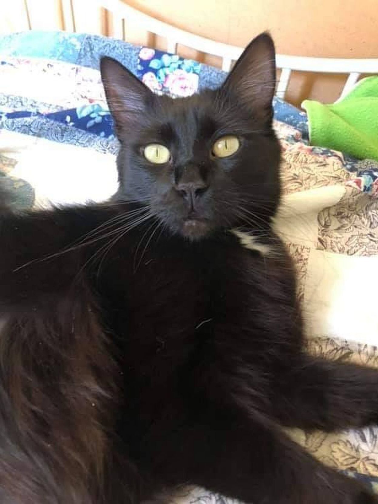 Adopt a Pet | Mama Grace